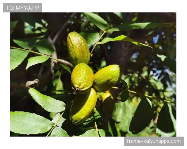 商务部关注美墨碧根果价格行为，商务部对美墨进口碧根果发起反倾销调查